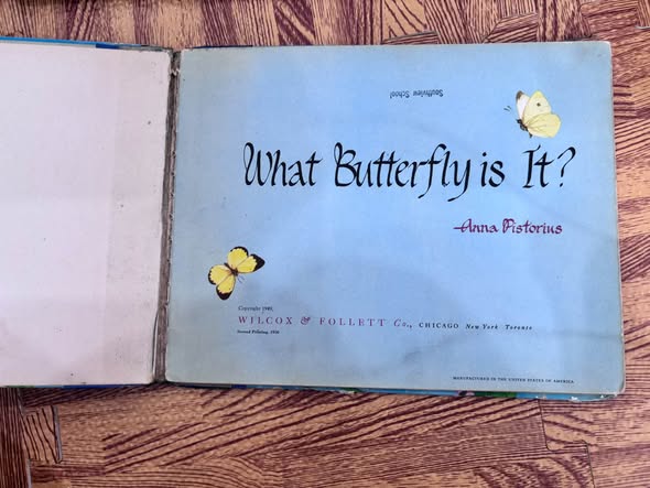 WHAT BUTTERFLY IS IT? — ảnh 4