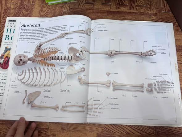 THE VISUAL DICTIONARY OF THE HUMAN BODY — ảnh 5