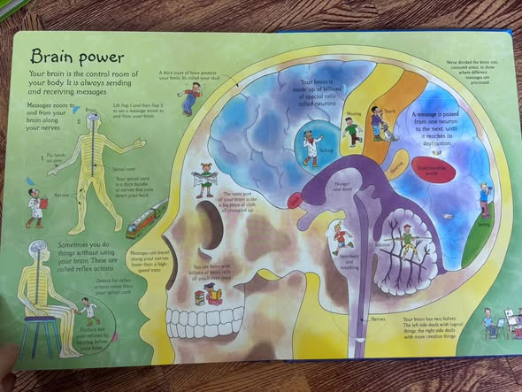 SEE INSIDE YOUR BODY — ảnh 4