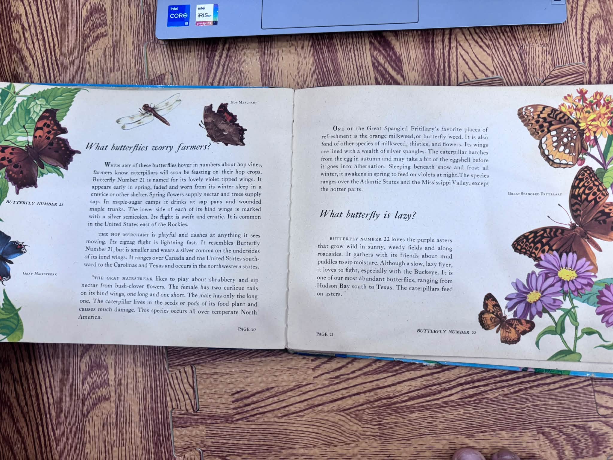 WHAT BUTTERFLY IS IT? — ảnh 3