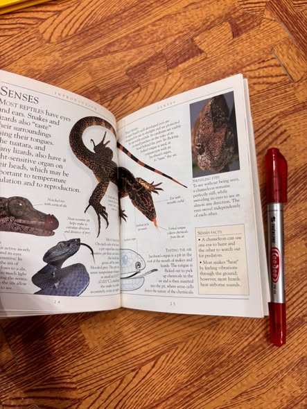 DK POCKETS: REPTILES — ảnh 2