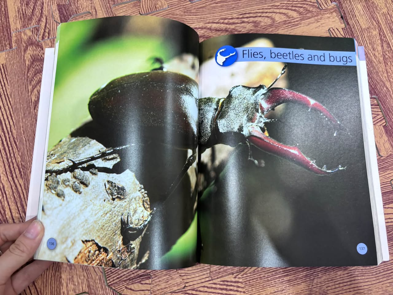 BUGS: DISCOVER AN AMAZING WORLD — ảnh 5