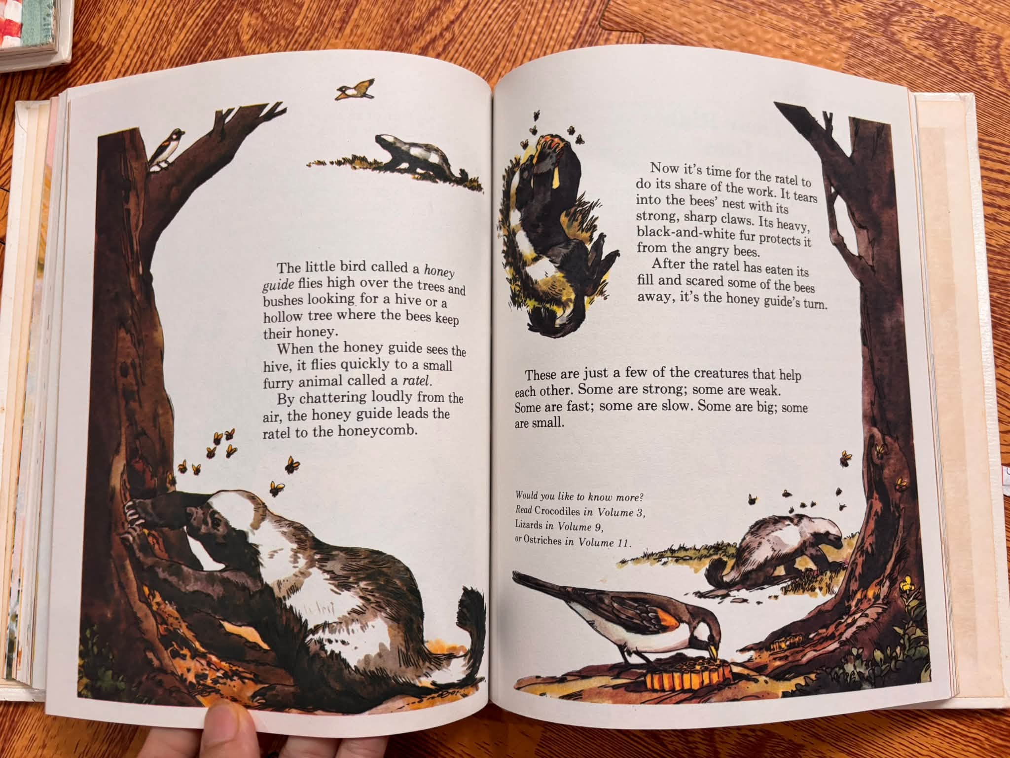 THE YOUNG CHILDREN'S ENCYCLOPEDIA - VOLUME 1: A (BRITANNICA) image 6