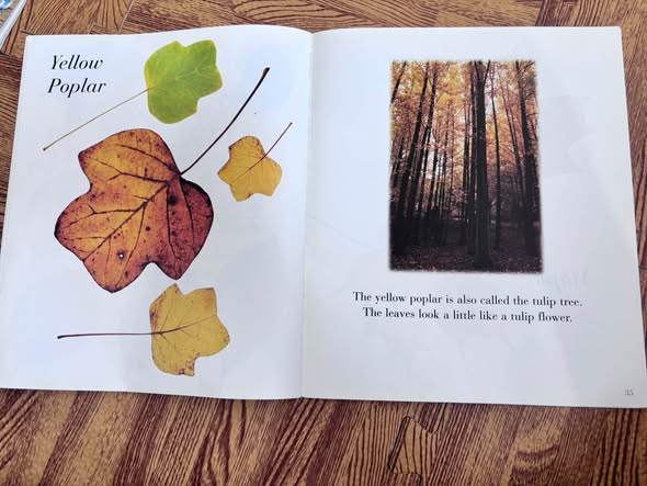 AUTUMN LEAVES — ảnh 5