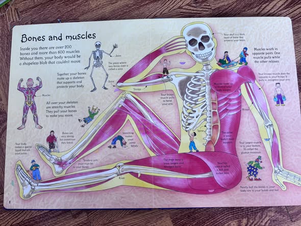 SEE INSIDE YOUR BODY — ảnh 2