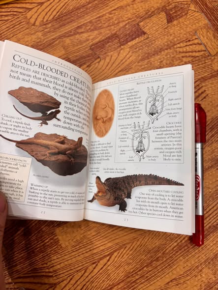 DK POCKETS: REPTILES — ảnh 4