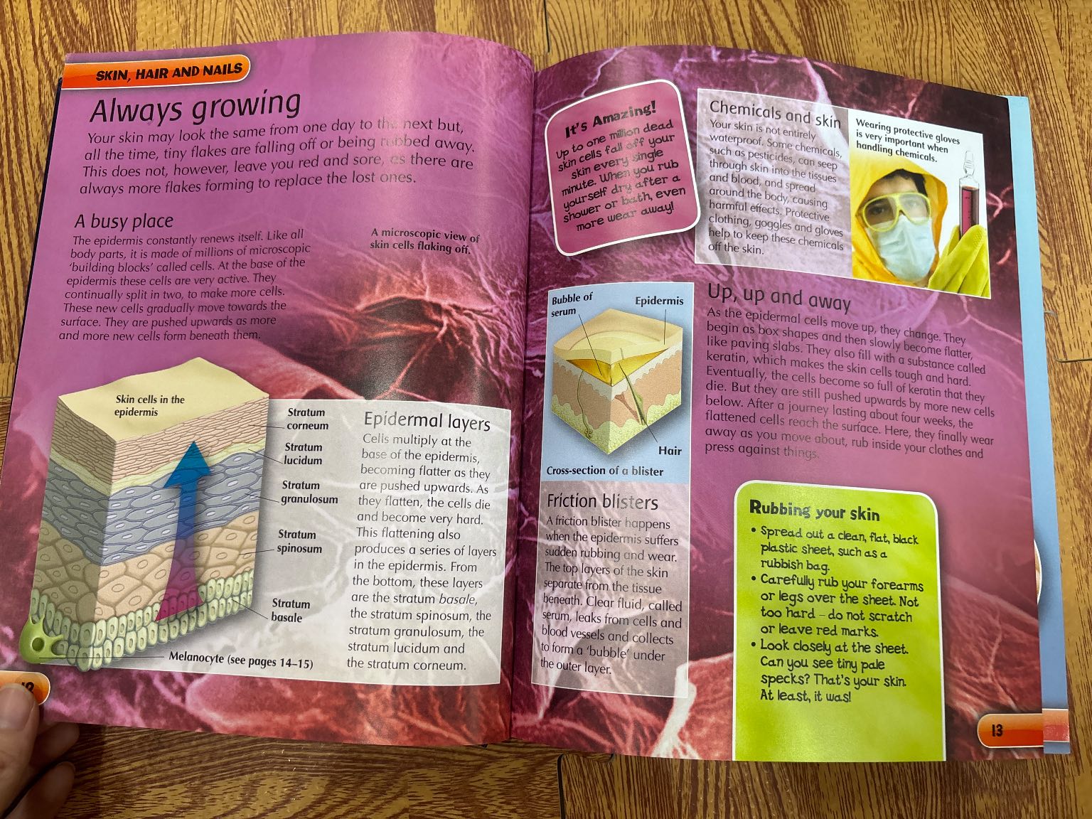 children's human body encyclopedia — ảnh 2