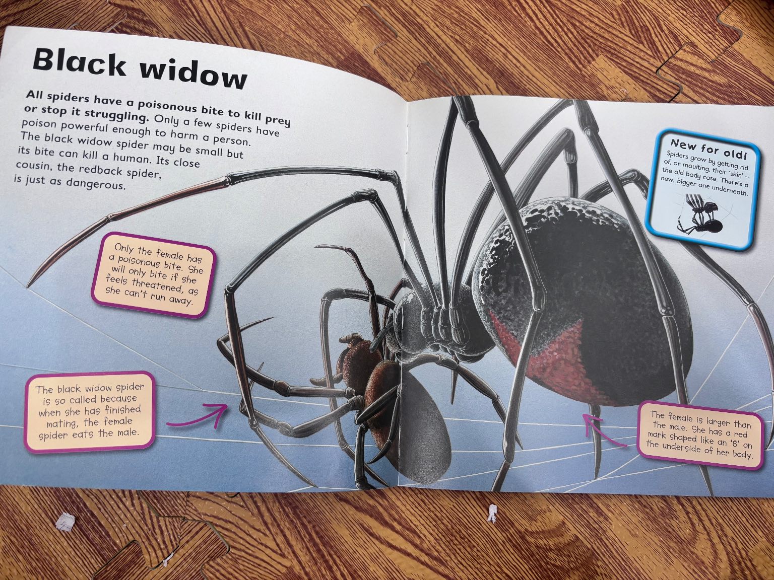 I Love Spiders — ảnh 3