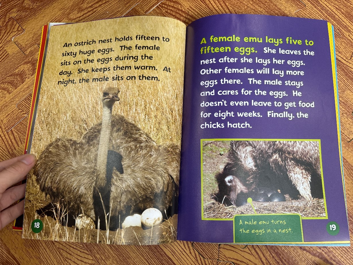 Can You Tell an Ostrich from an Emu? — ảnh 4