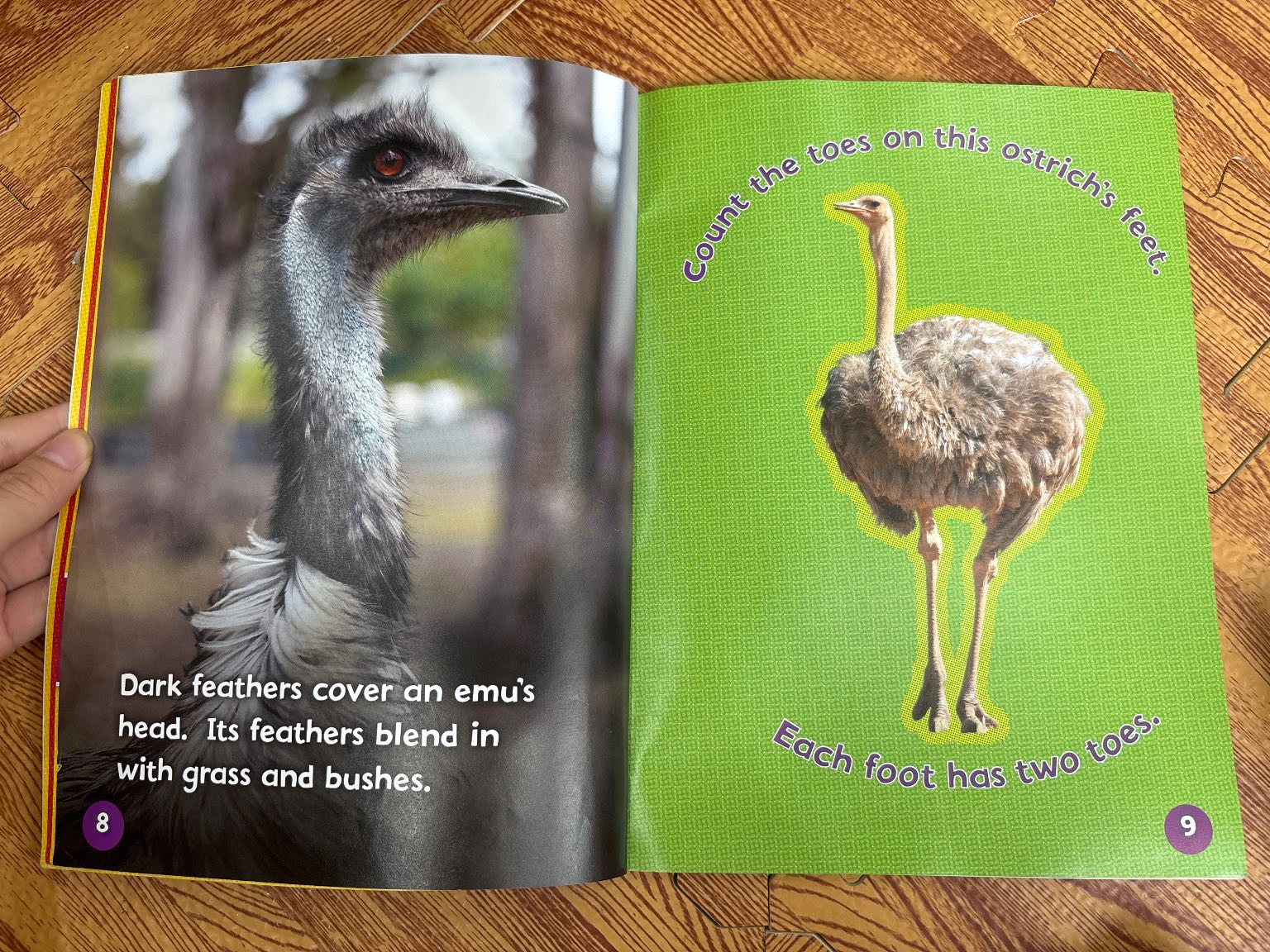 Can You Tell an Ostrich from an Emu? — ảnh 2
