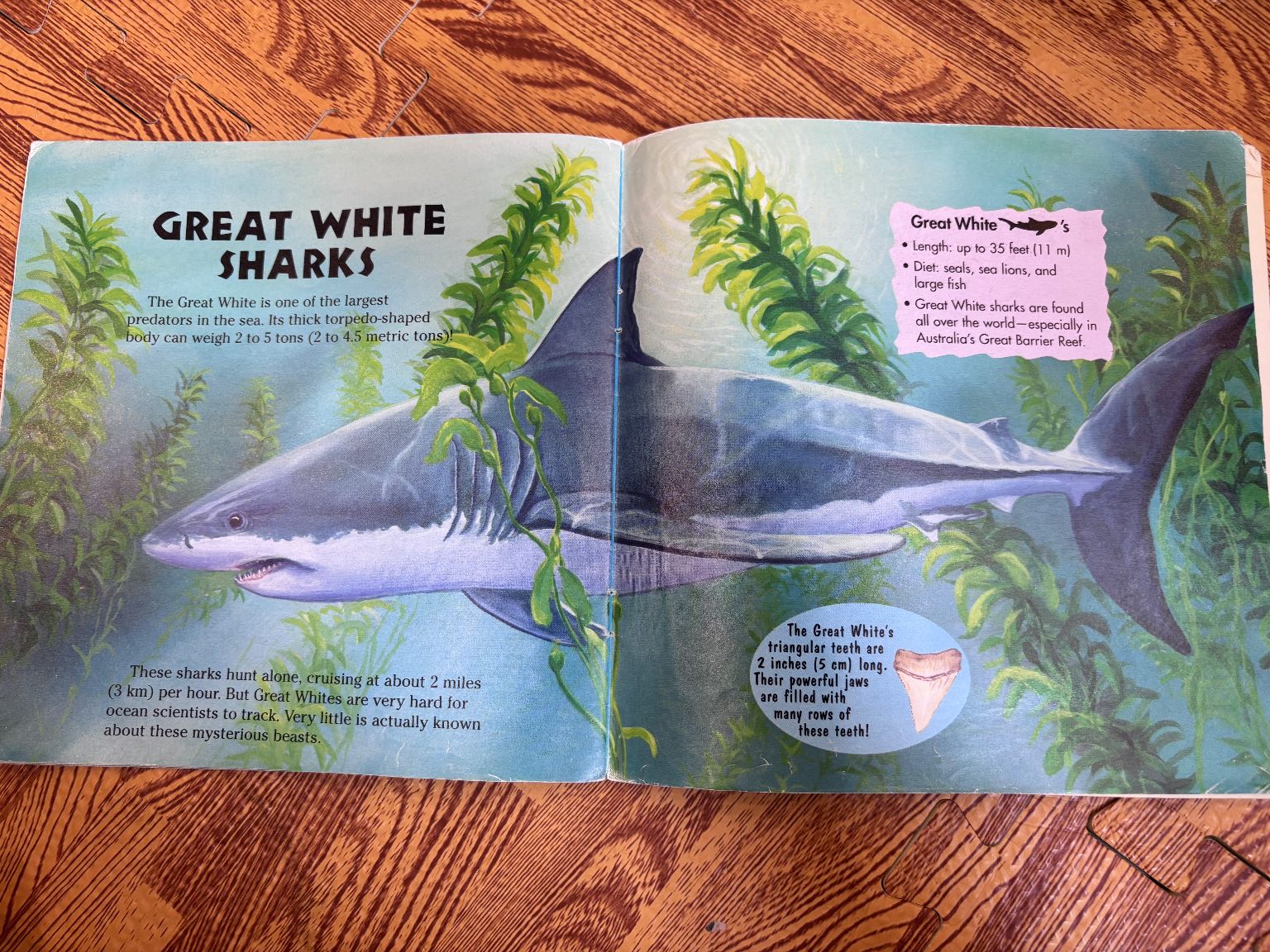 Sharks! — ảnh 4