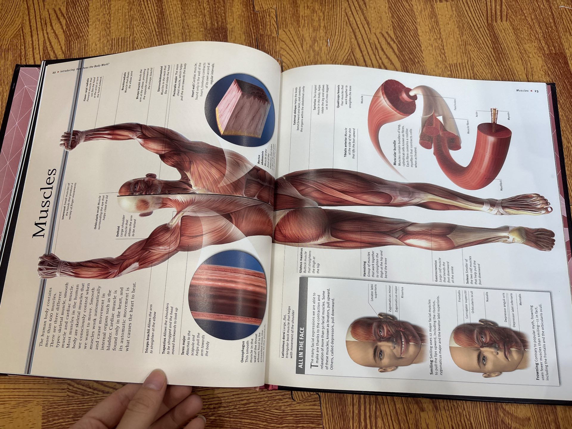Human Body — ảnh 5