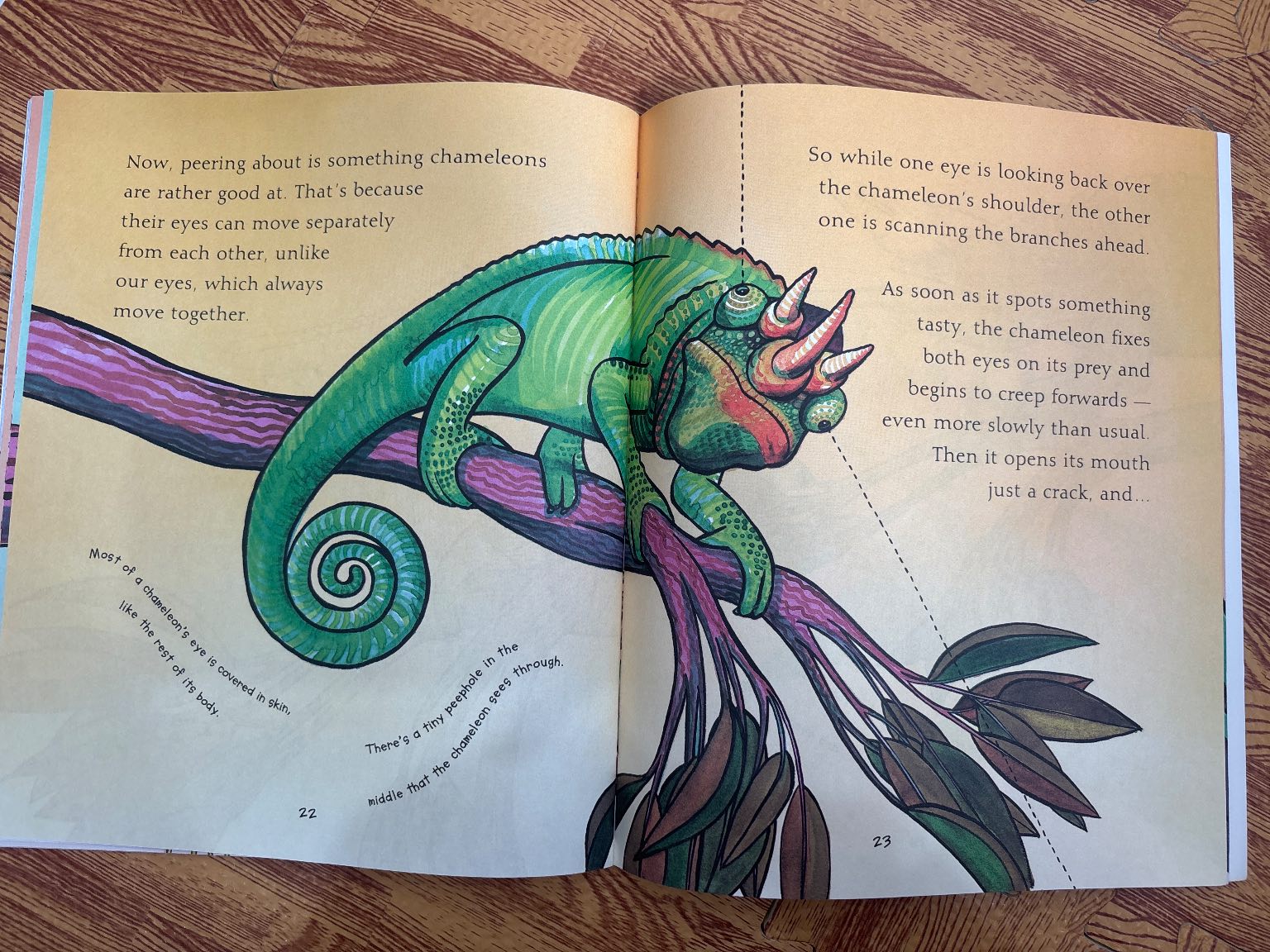 Chameleons Are Cool — ảnh 6