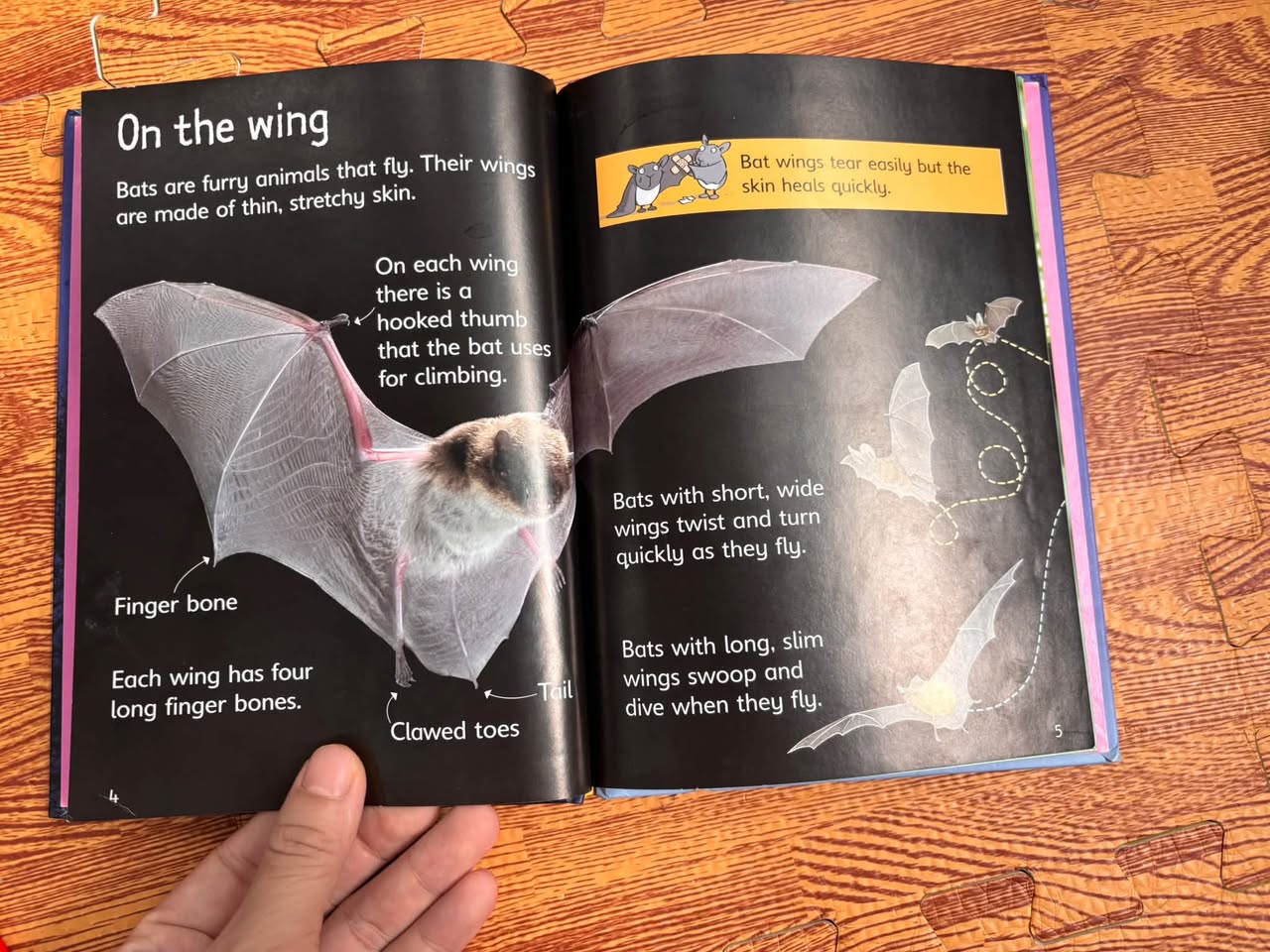 BATS (USBORNE BEGINNERS) — ảnh 3