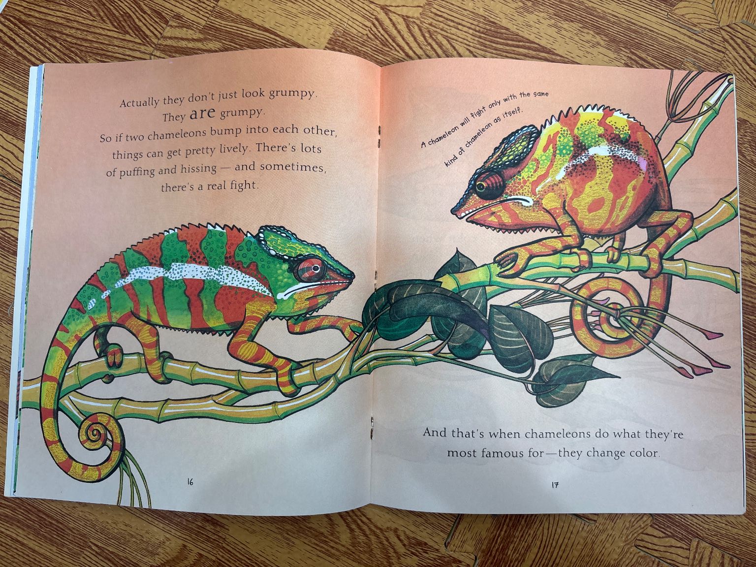 Chameleons Are Cool — ảnh 4