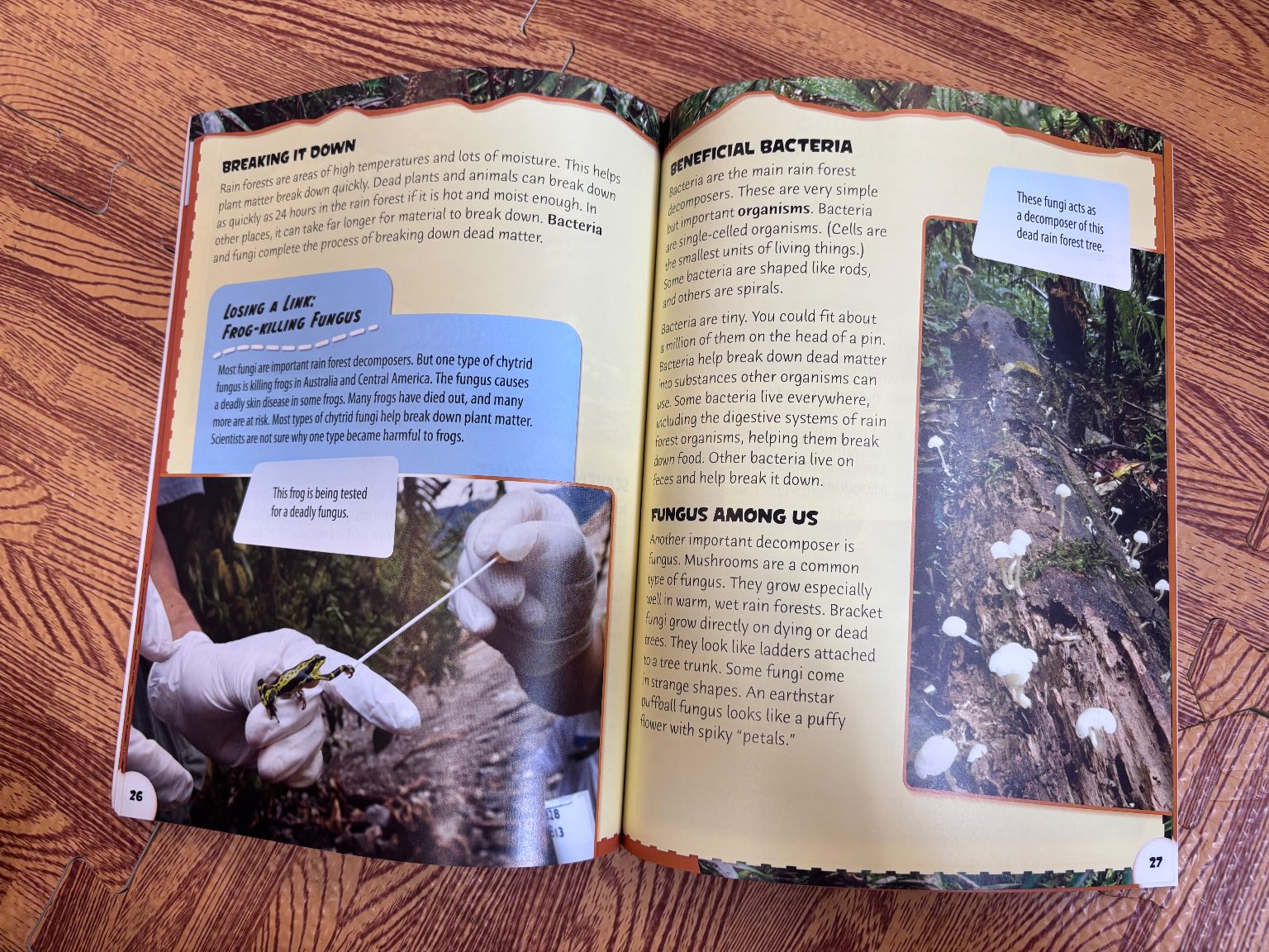 RAIN FOREST FOOD CHAINS — ảnh 4