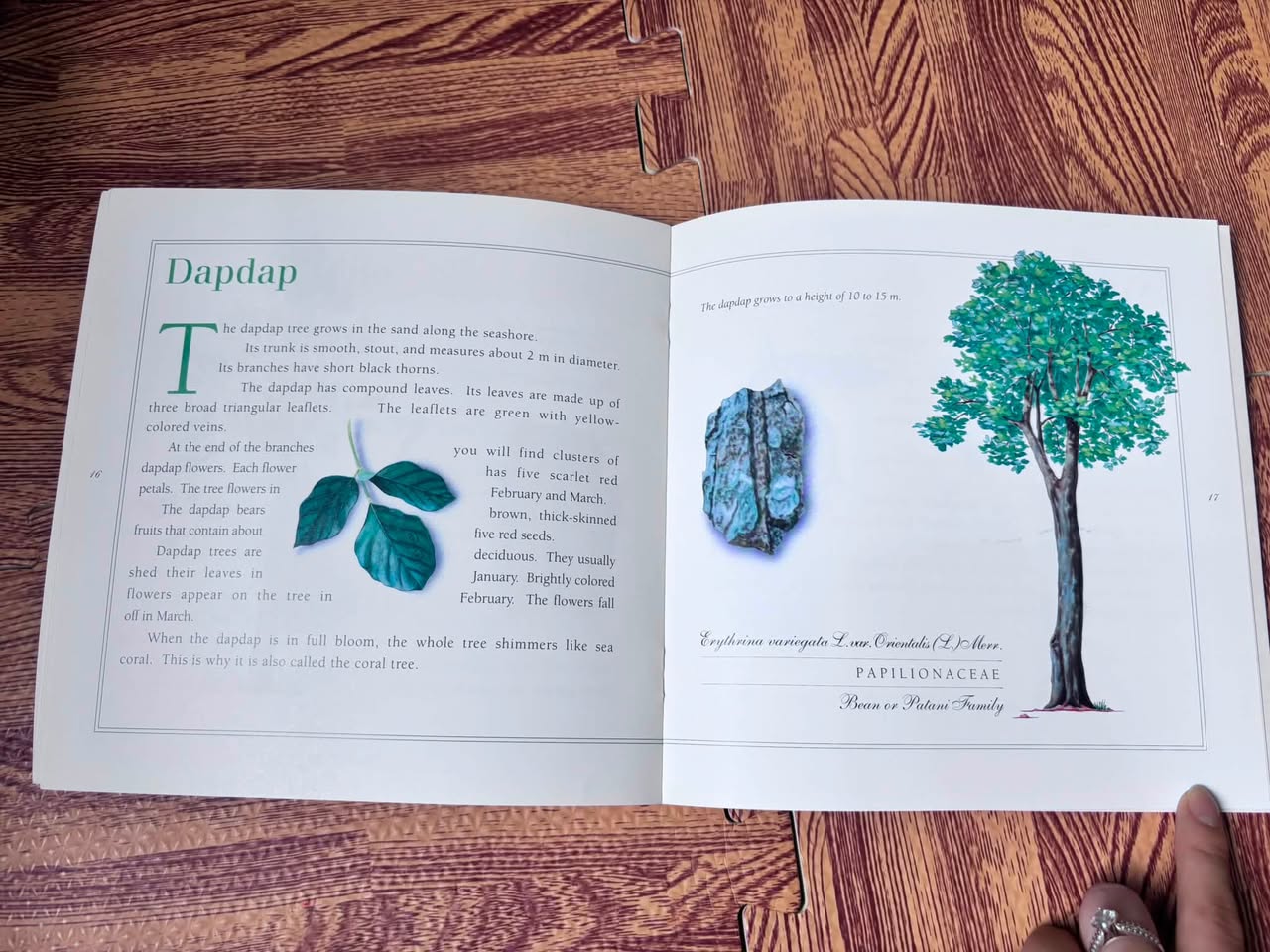 A First Look at Philippine Tree (khổ trung) — ảnh 5