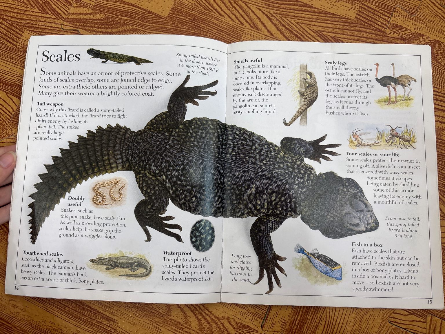 Amazing Armored Animals — ảnh 2