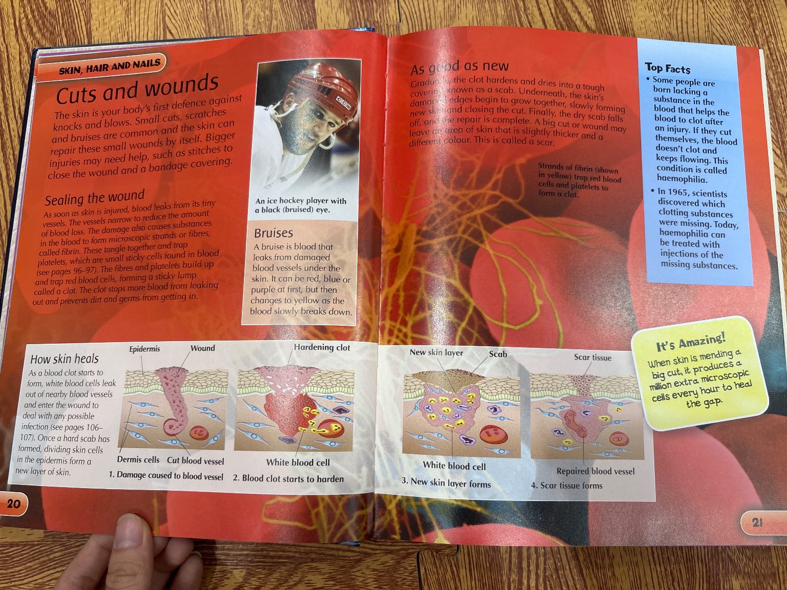 children's human body encyclopedia — ảnh 3