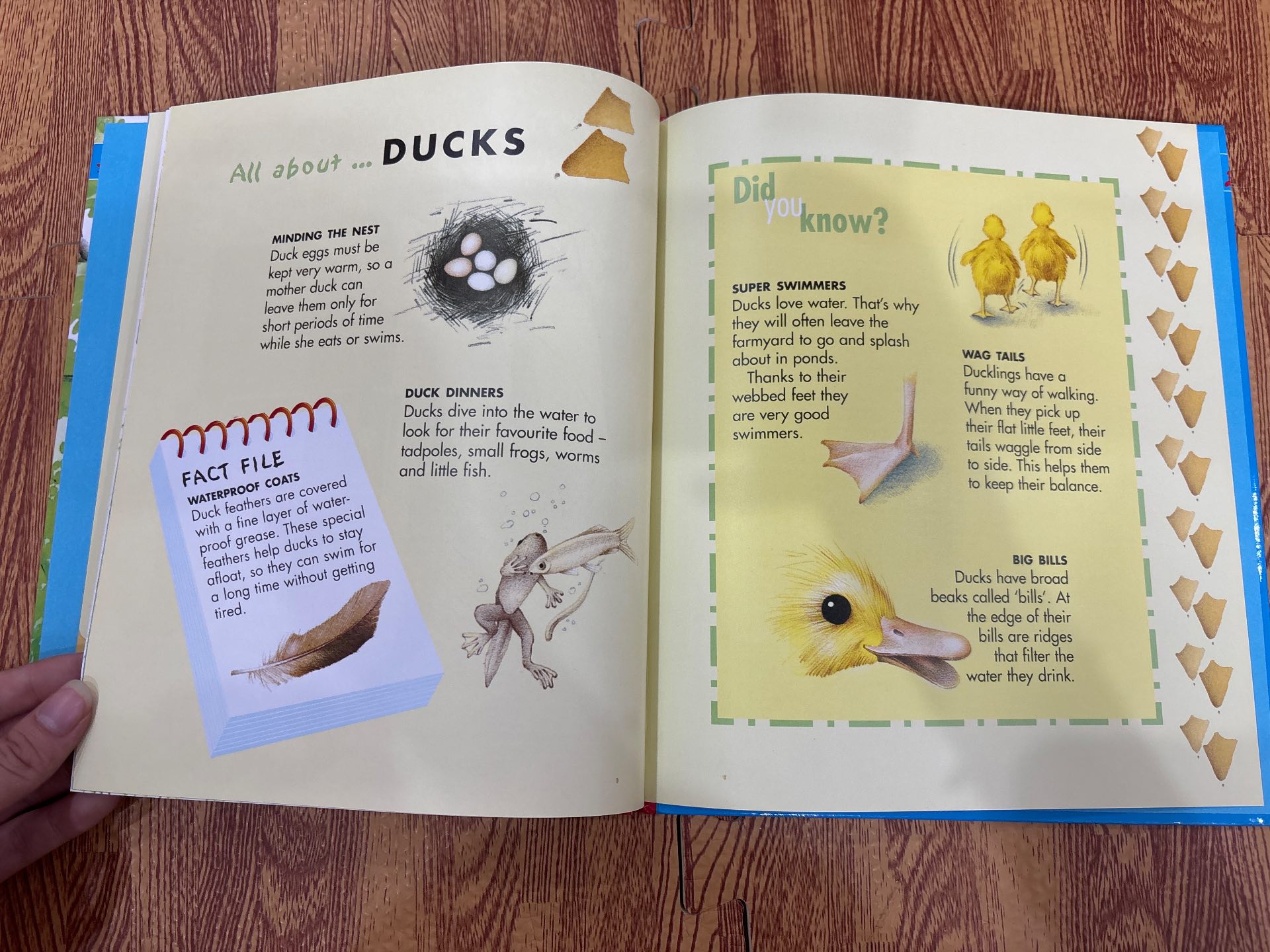The Hungry Duckling — ảnh 5