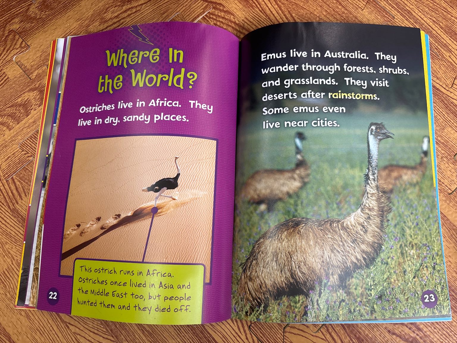 Can You Tell an Ostrich from an Emu? — ảnh 5