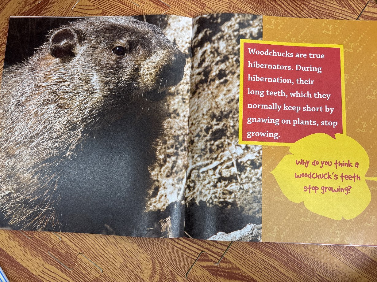 All About HIBERNATION — ảnh 3