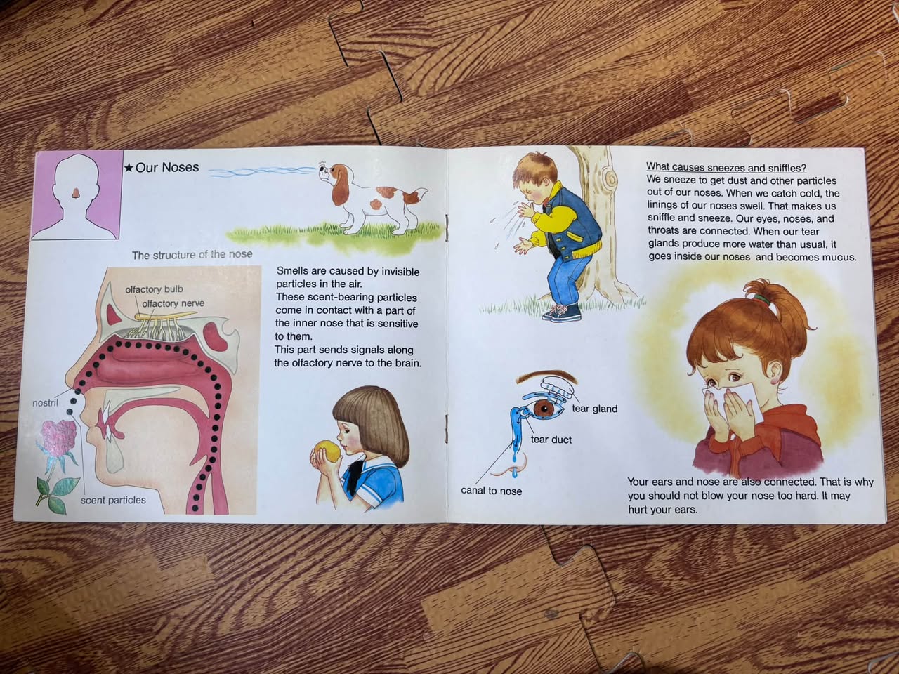 ALL ABOUT OUR BODIES: 4 — OUR EYES, EARS, AND NOSES — ảnh 2