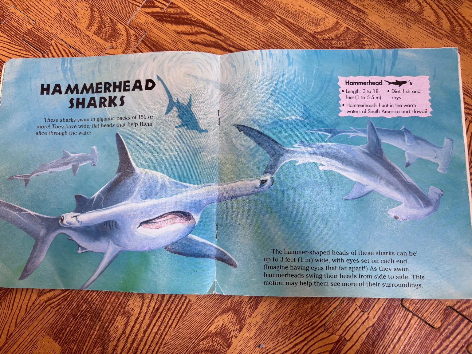 Sharks! — ảnh 5