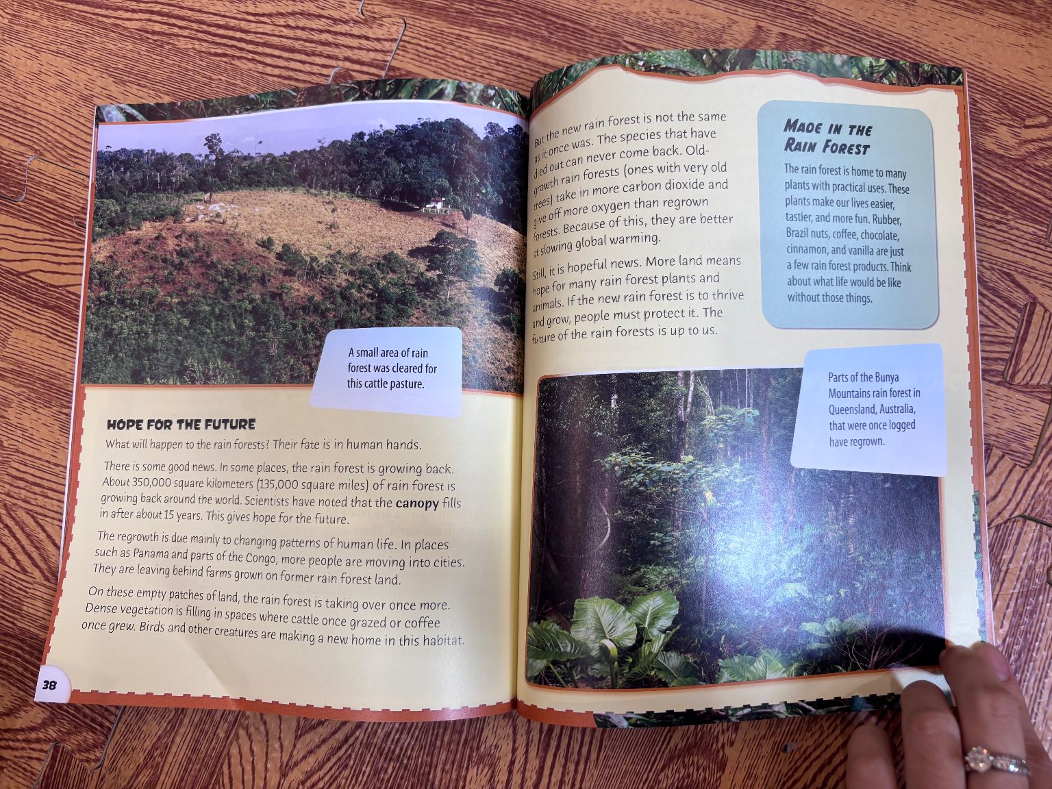 RAIN FOREST FOOD CHAINS — ảnh 6