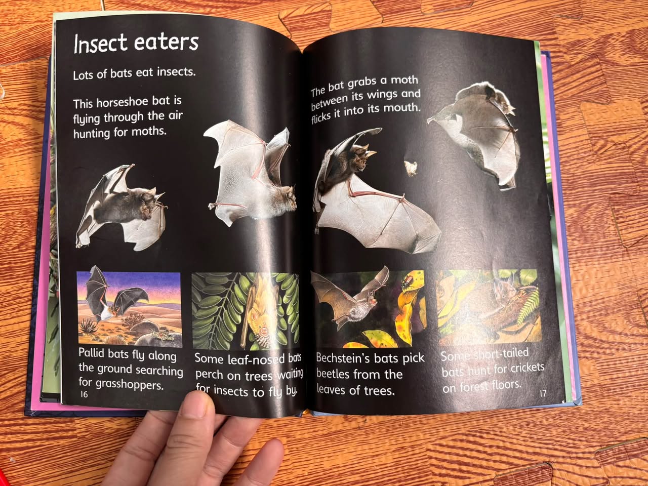 BATS (USBORNE BEGINNERS) — ảnh 5