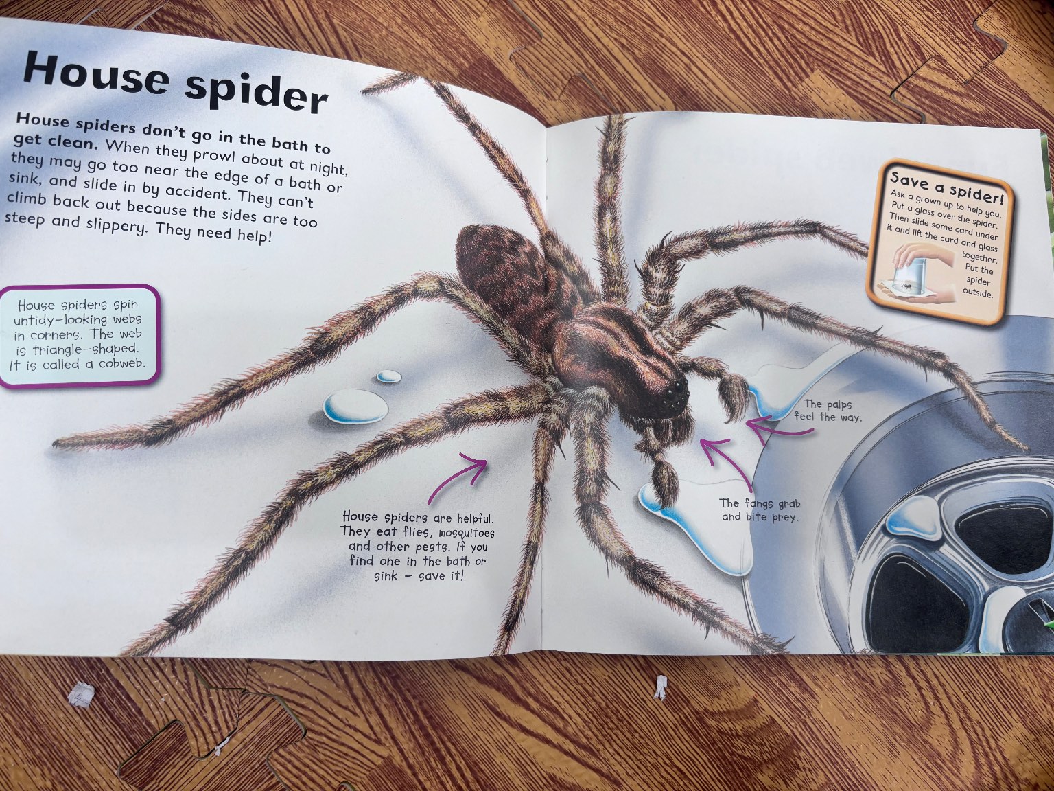 I Love Spiders — ảnh 2