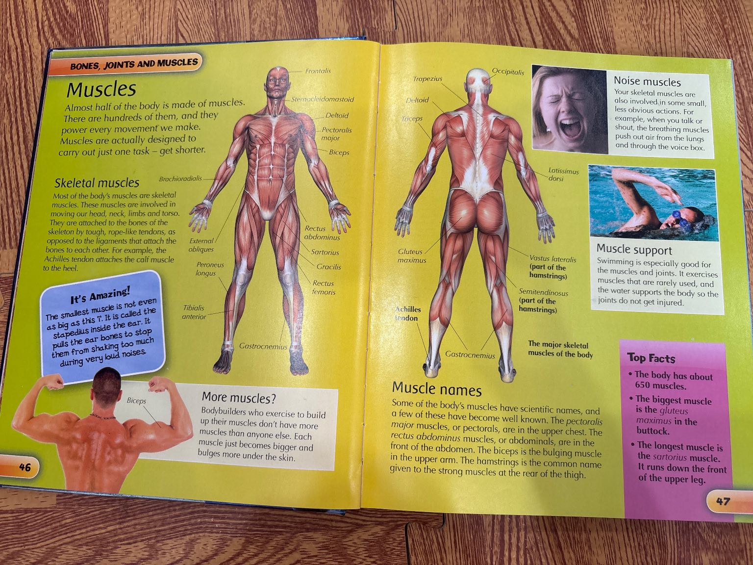 children's human body encyclopedia — ảnh 4