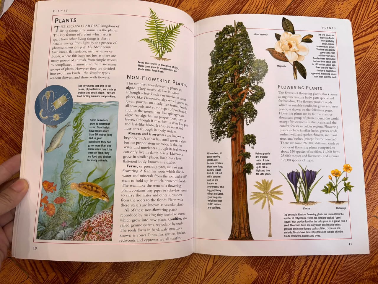 CHILDREN'S ILLUSTRATED ENCYCLOPEDIA: THE SCIENCE OF LIFE — ảnh 4
