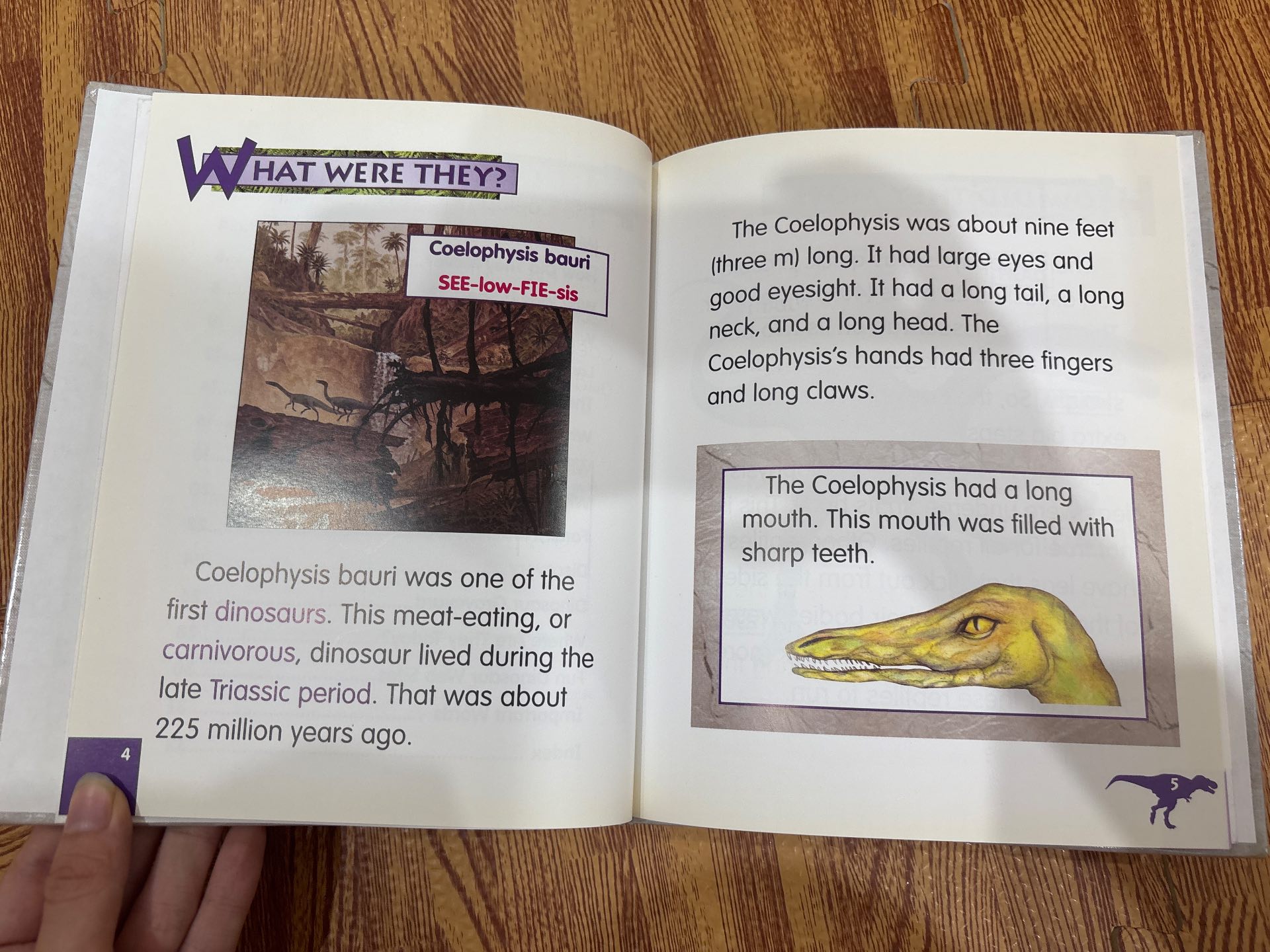 COELOPHYSIS — ảnh 2