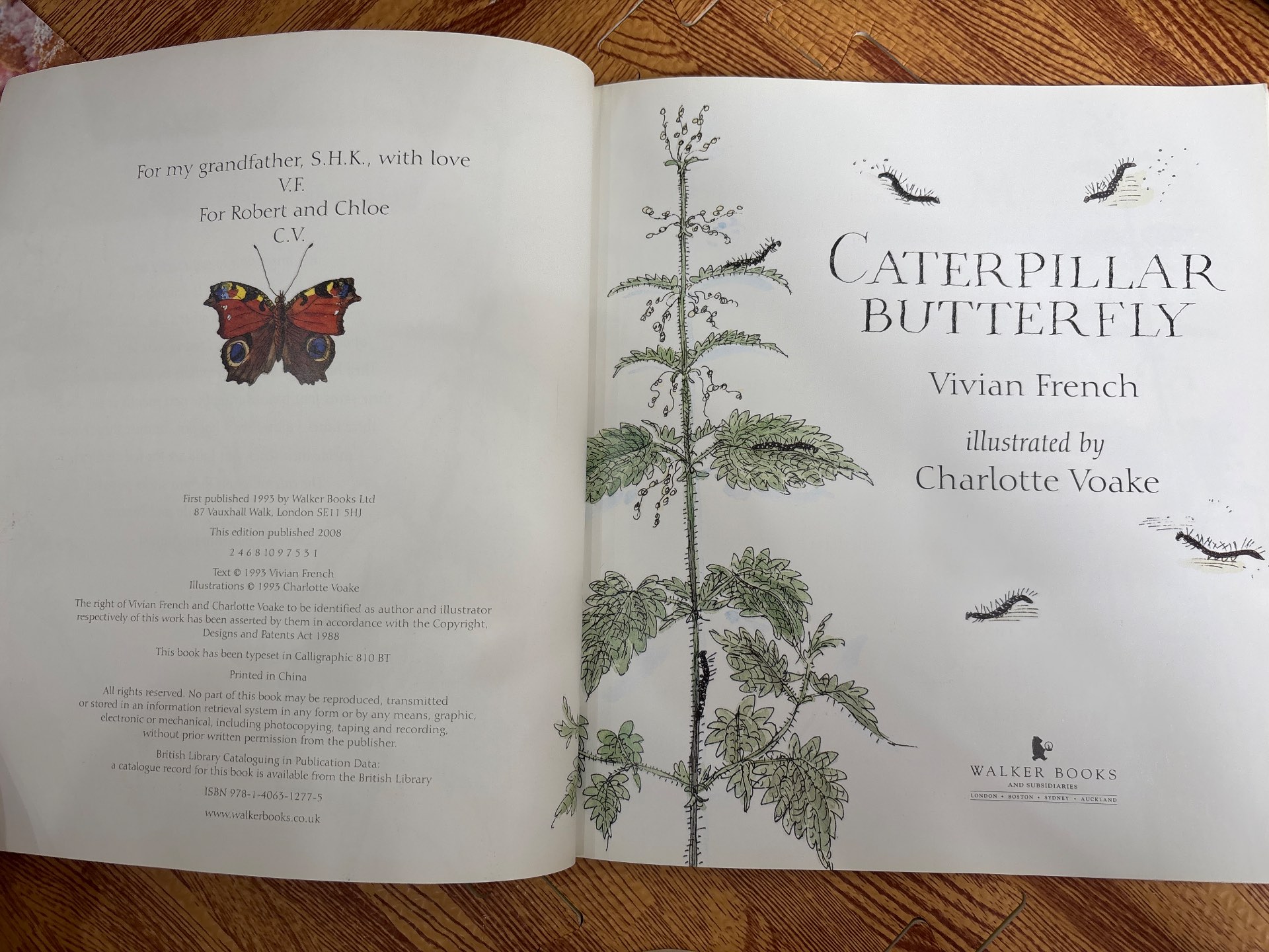 Caterpillar Butterfly — ảnh 4