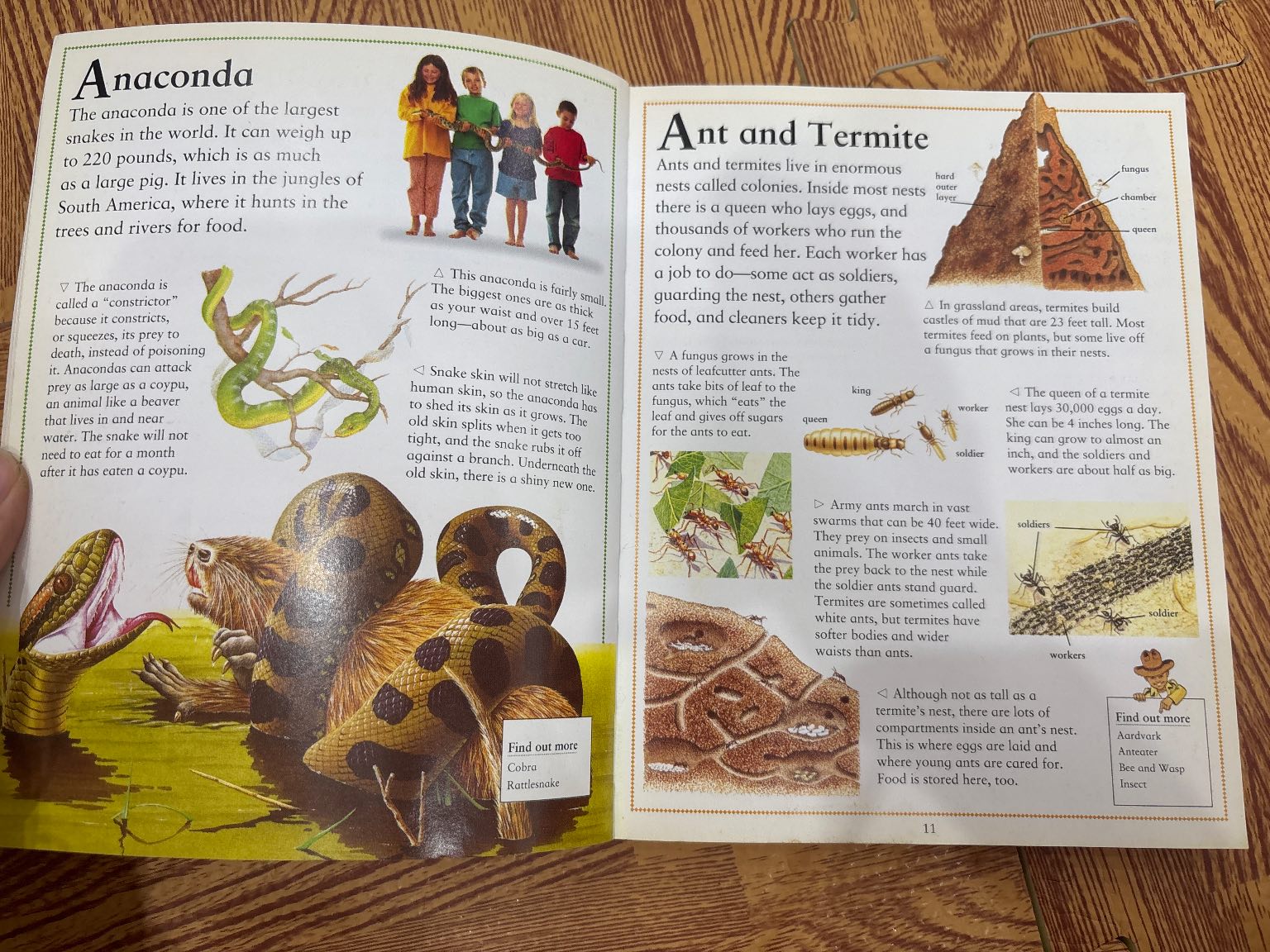 The Little Animal Encyclopedia — ảnh 5