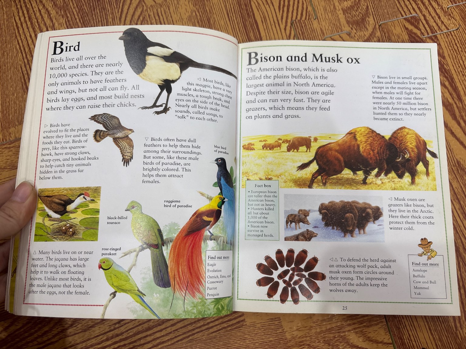 The Little Animal Encyclopedia — ảnh 3