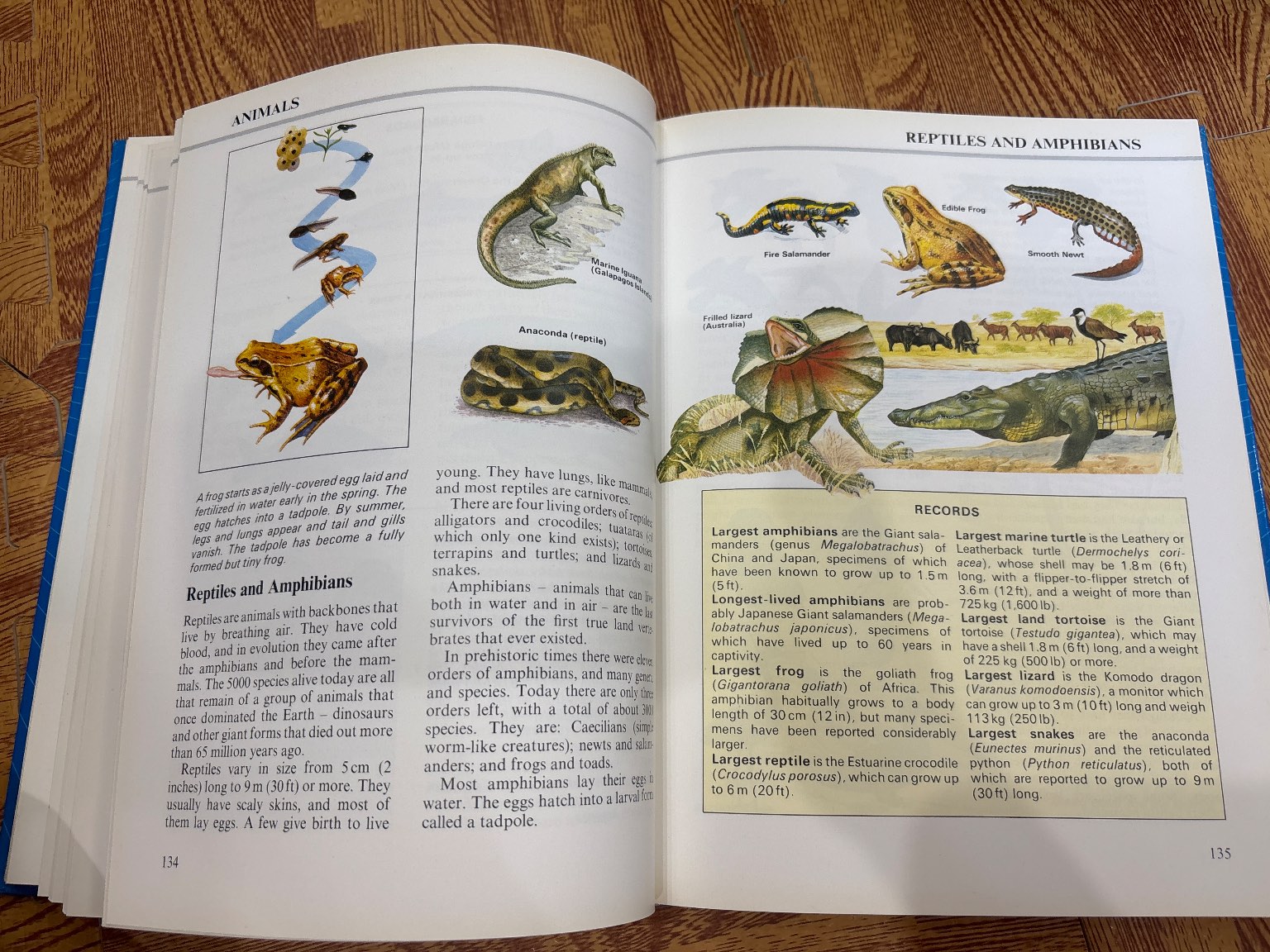 The Kingfisher Children's Factfinder — ảnh 5