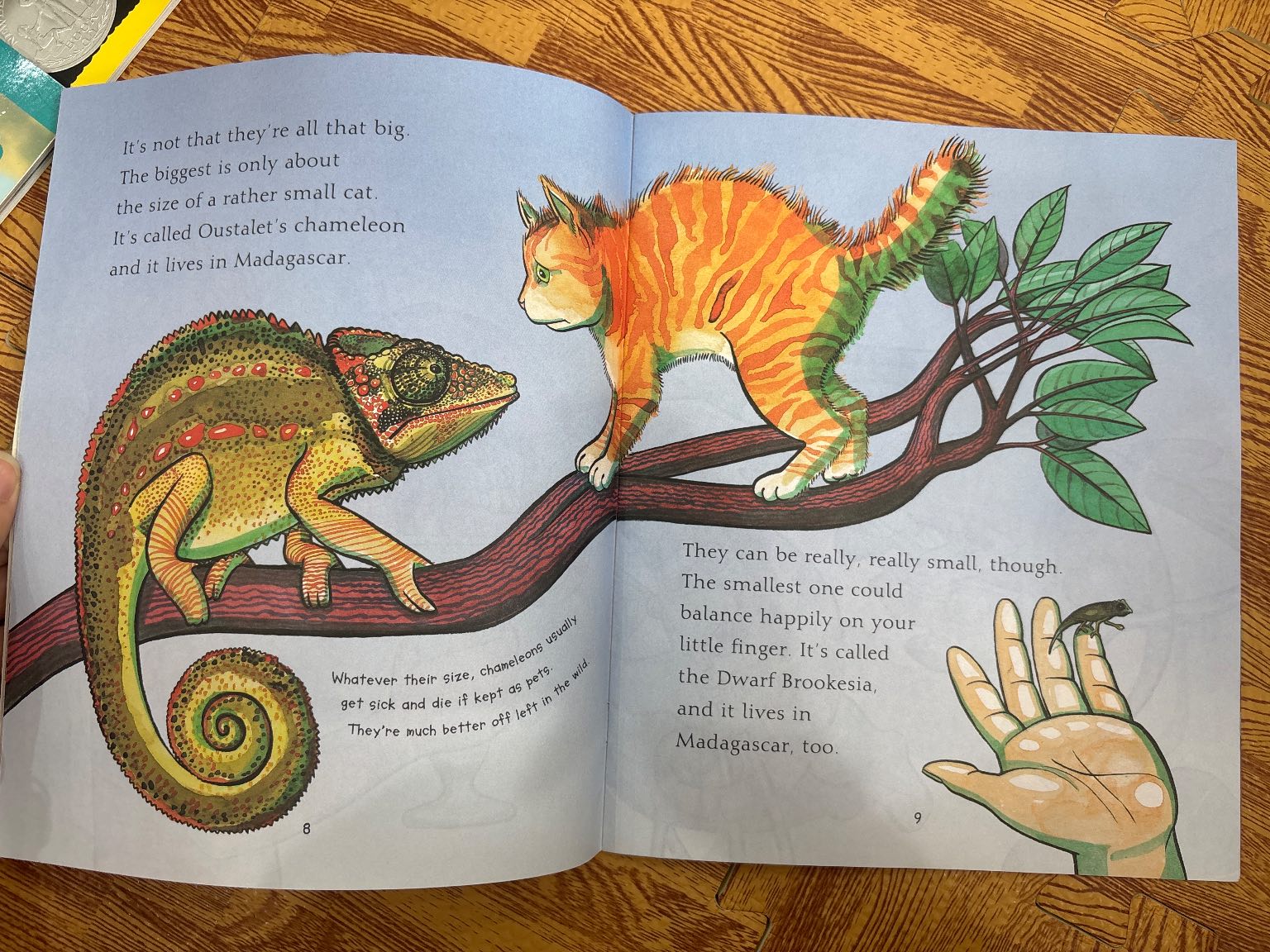 Chameleons Are Cool — ảnh 2