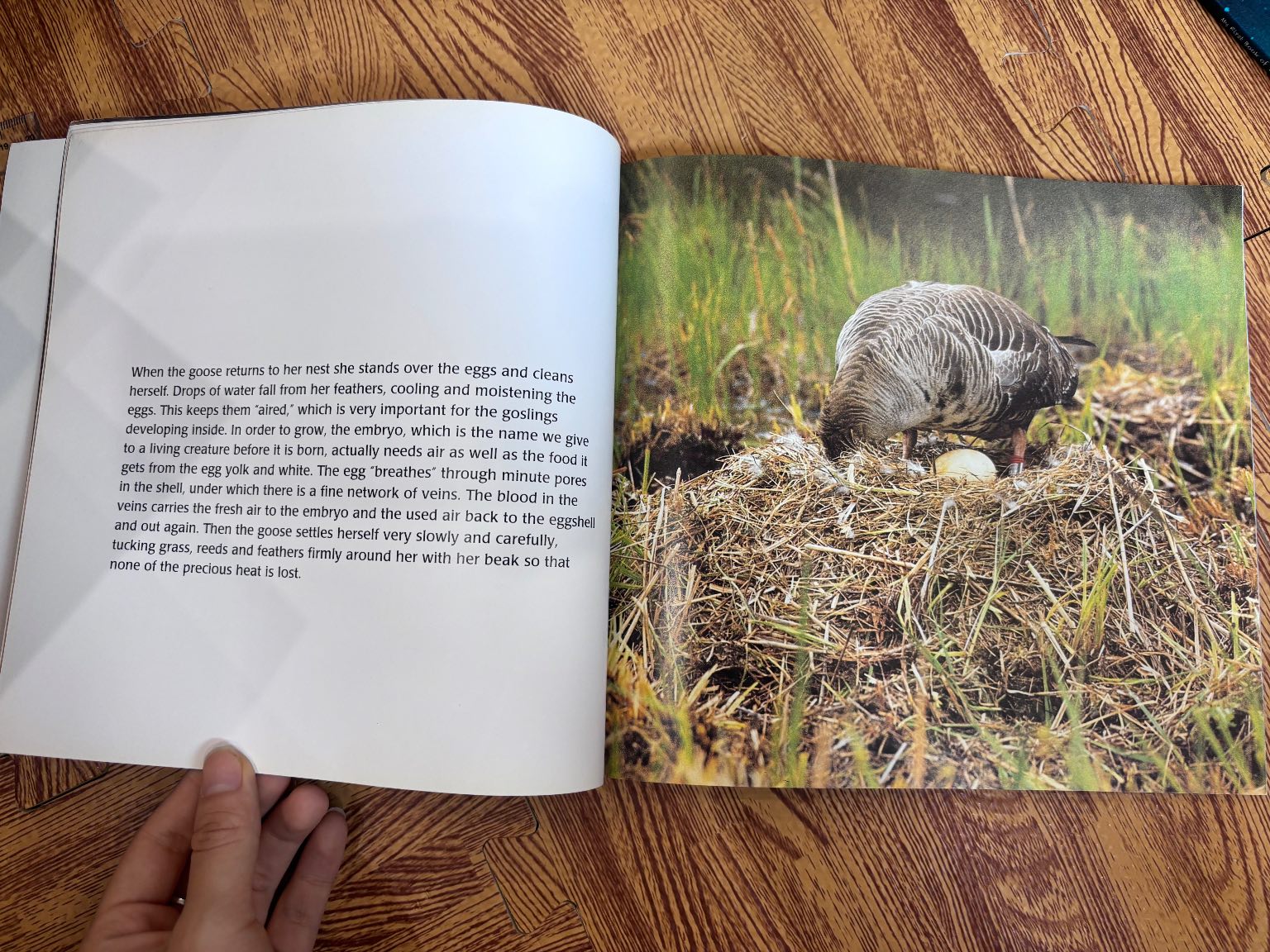 The Goose Family Book — ảnh 6