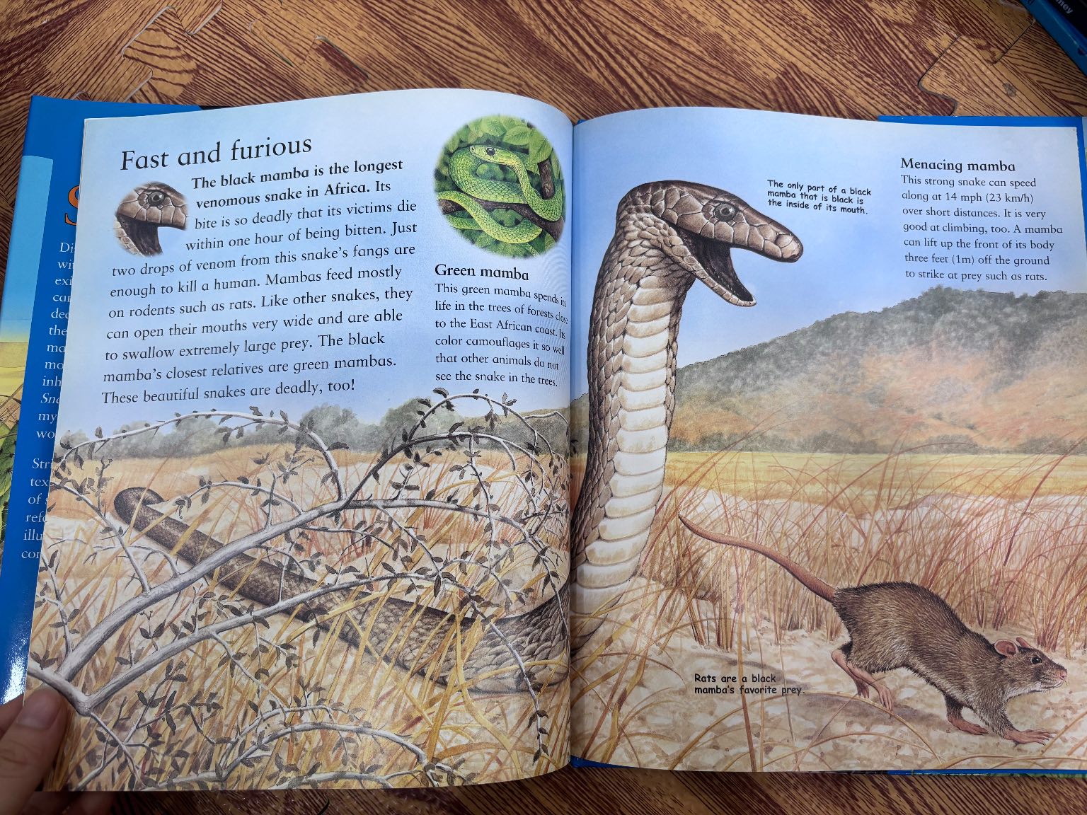 The Best Book of Snakes — ảnh 4
