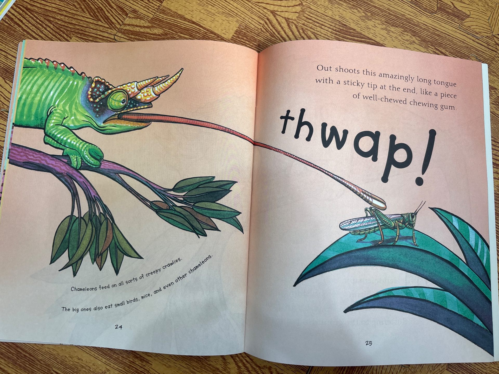 Chameleons Are Cool — ảnh 7