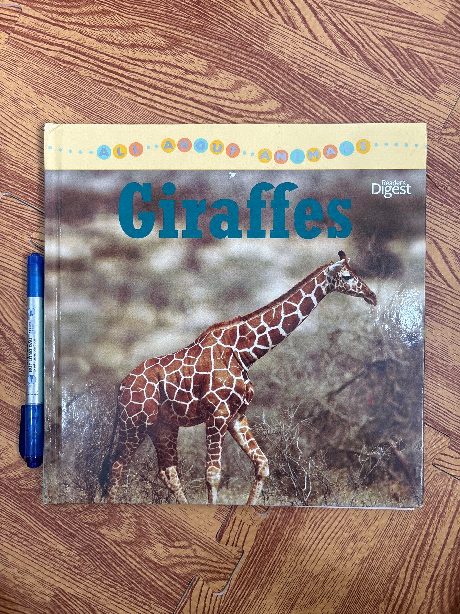 Giraffes