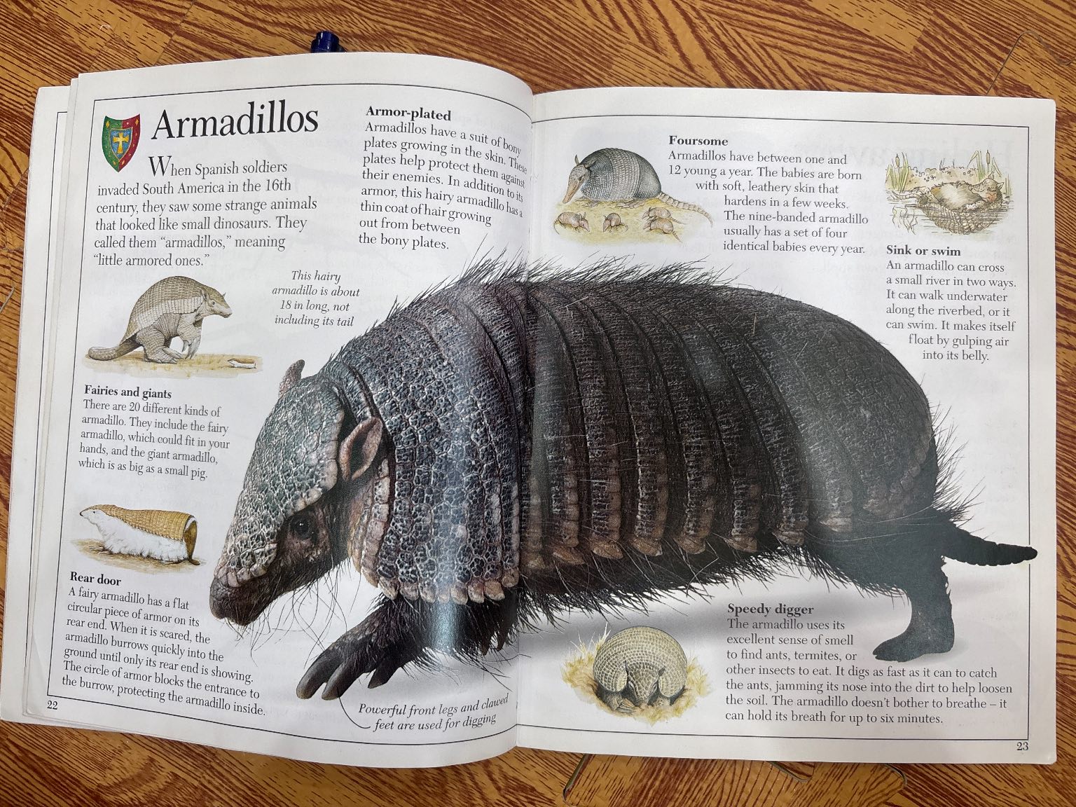 Amazing Armored Animals — ảnh 4
