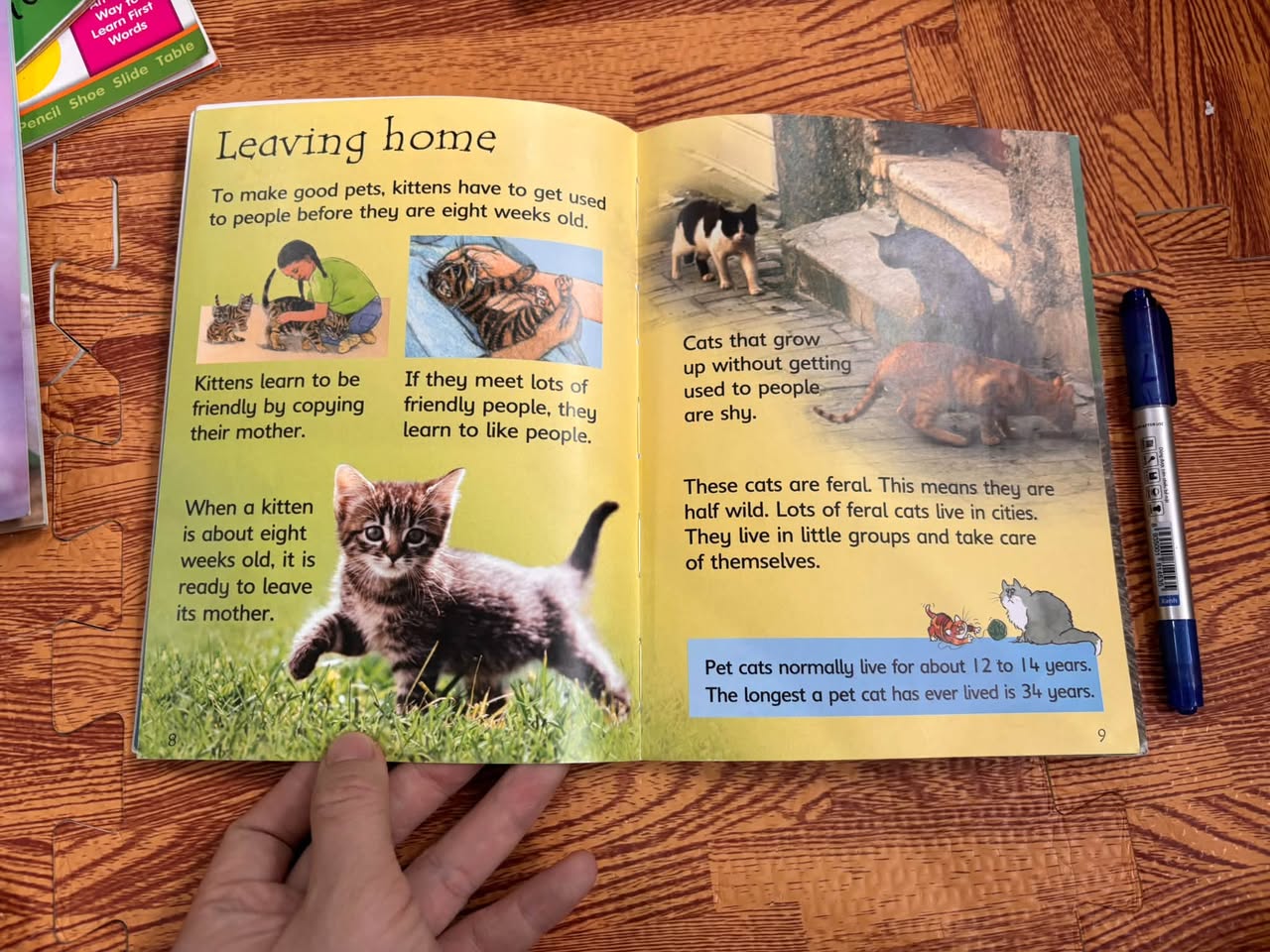 Usborne Beginners: Cats — ảnh 3