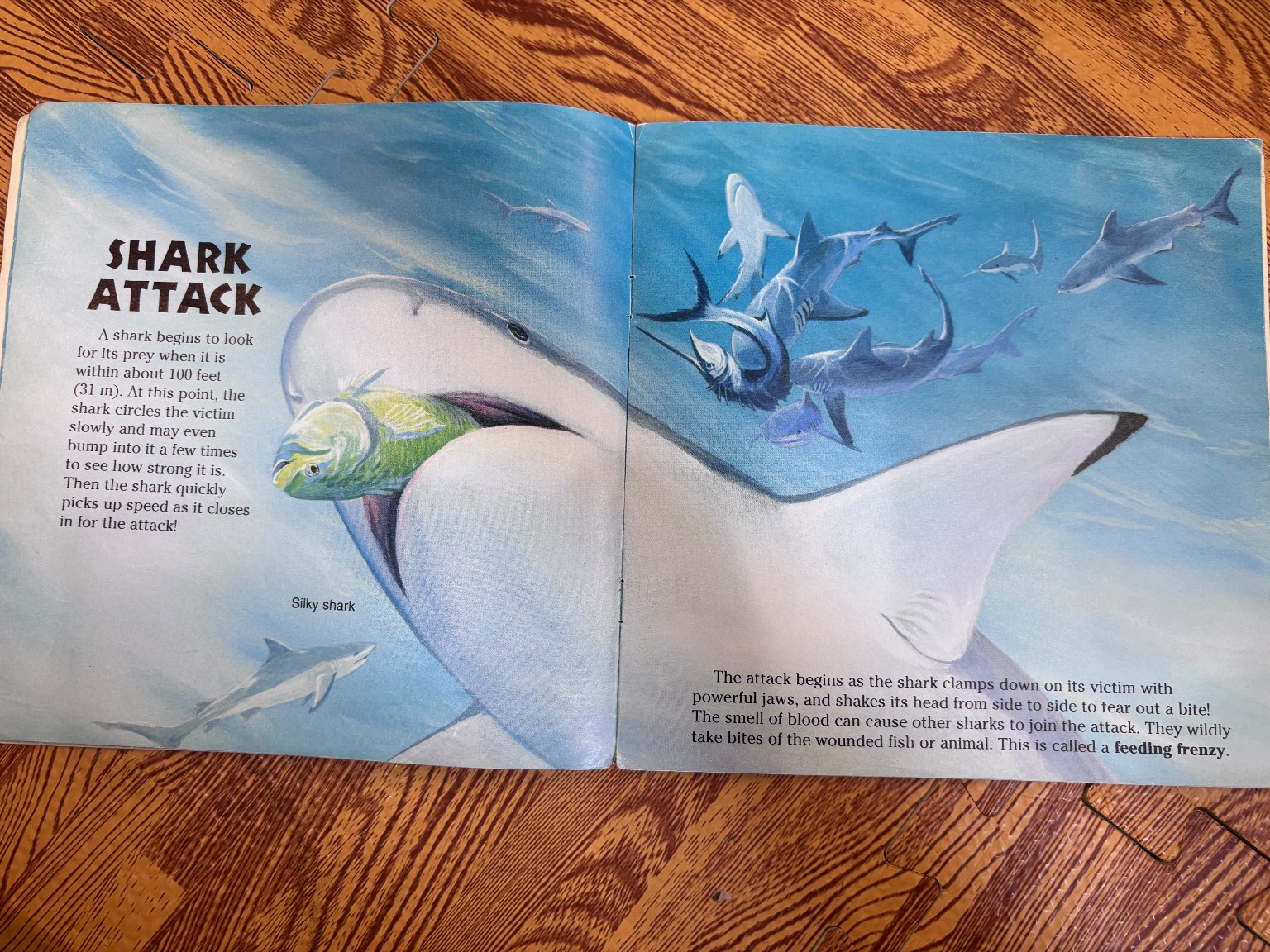 Sharks! — ảnh 3