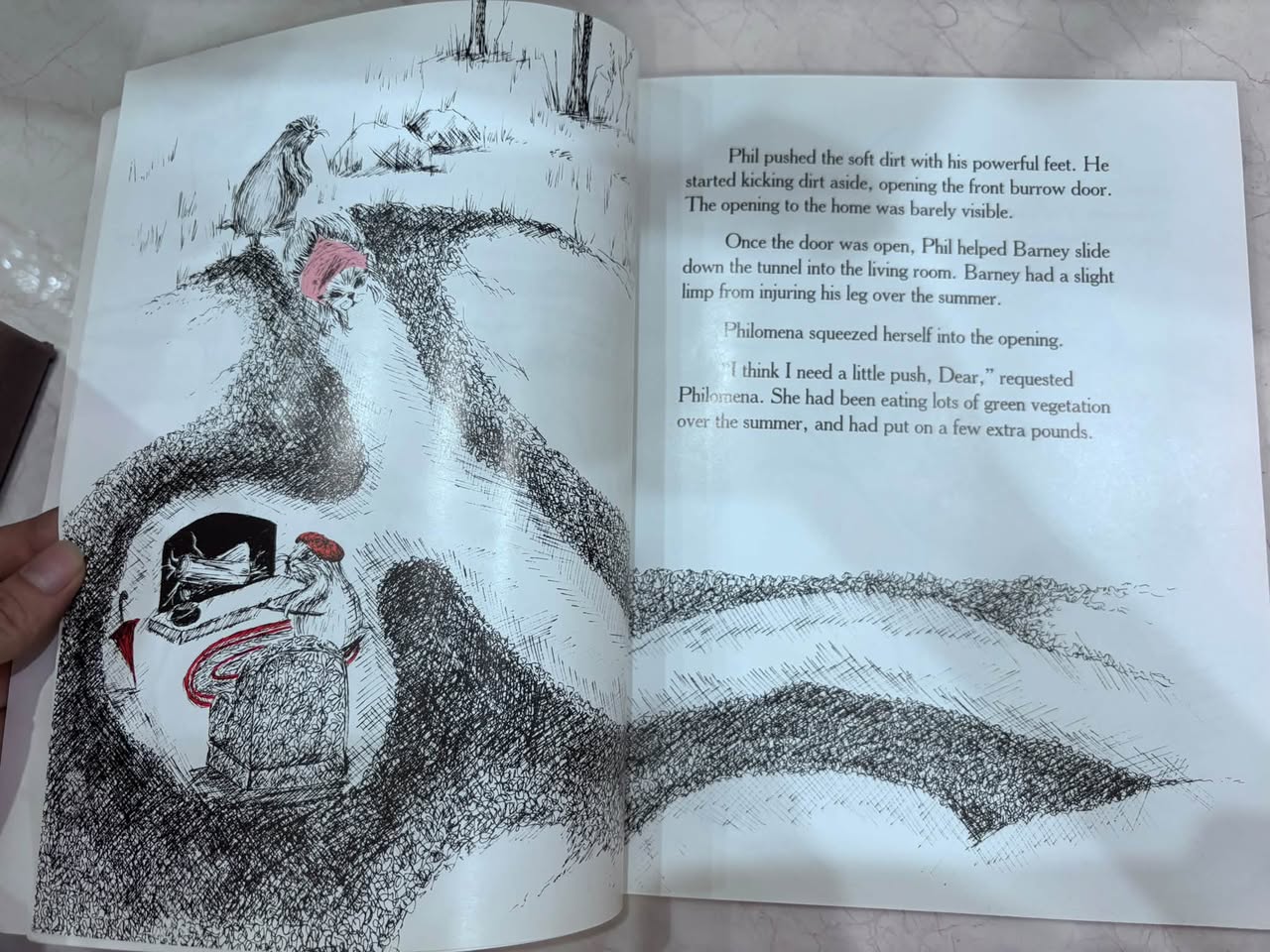 THE STORY OF PUNXSUTAWNEY PHIL: "THE FEARLESS FORECASTER" — ảnh 3