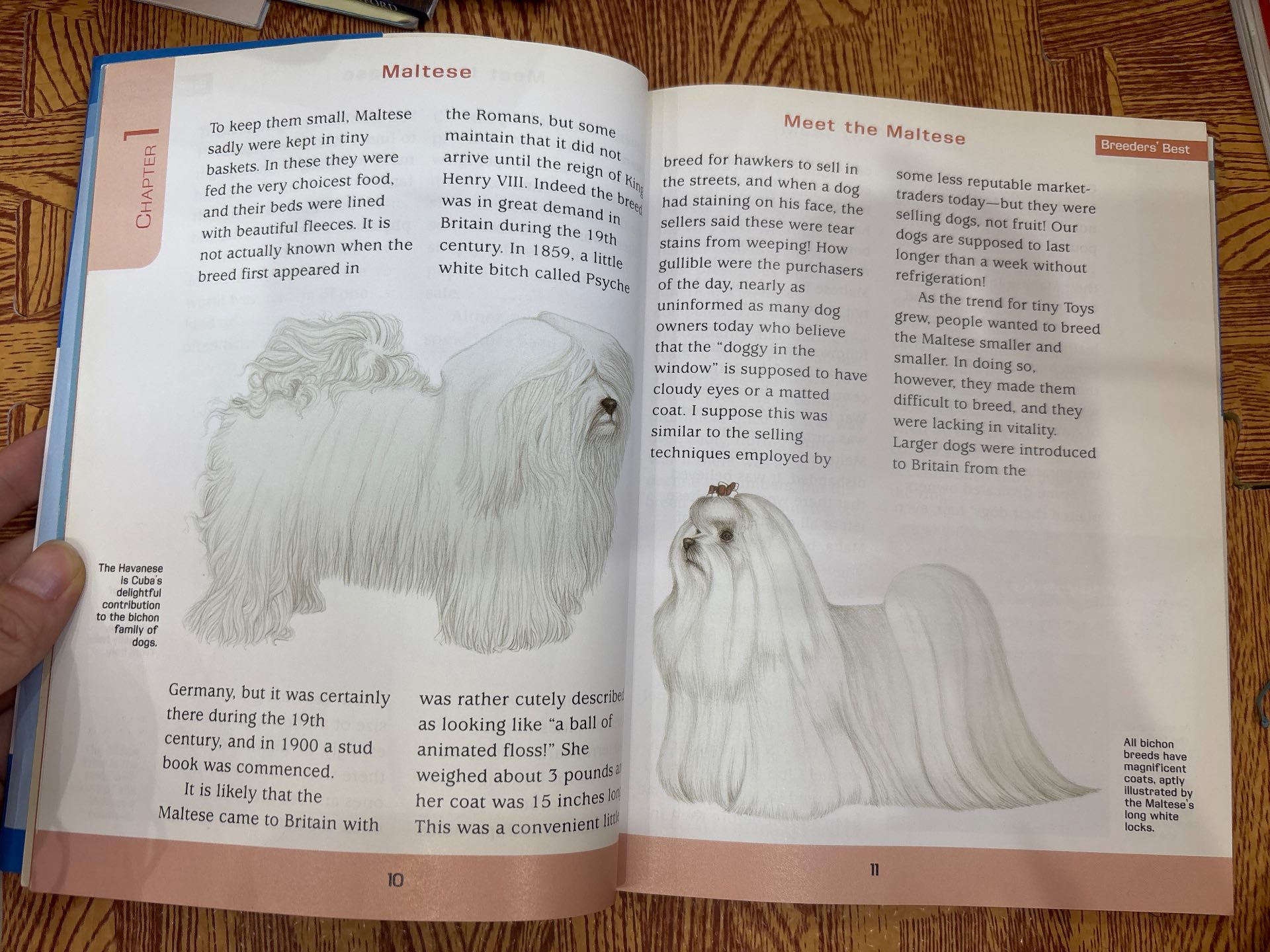 Maltese — ảnh 3
