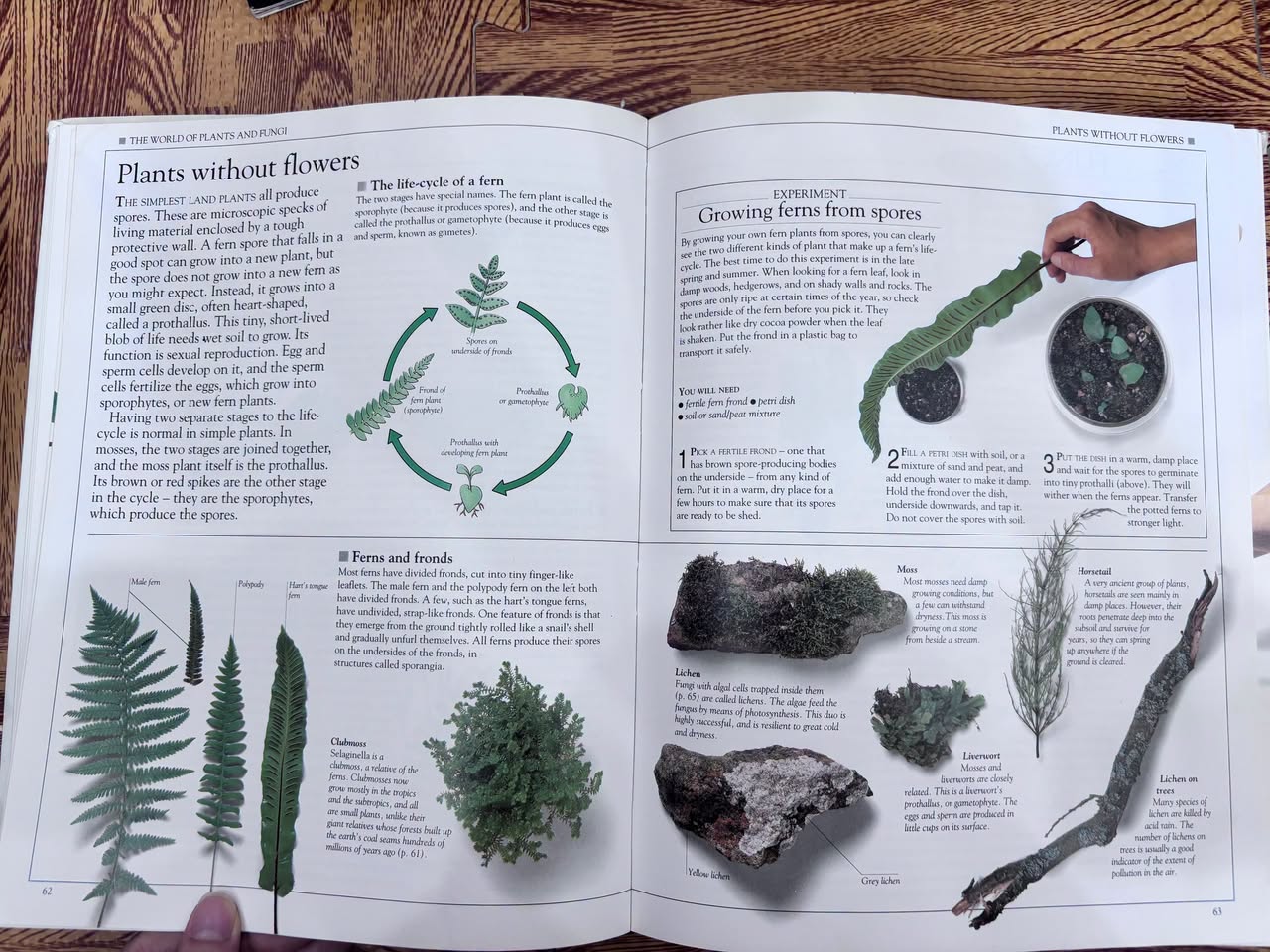 EYEWITNESS SCIENCE GUIDES: HOW NATURE WỬOKS — ảnh 3