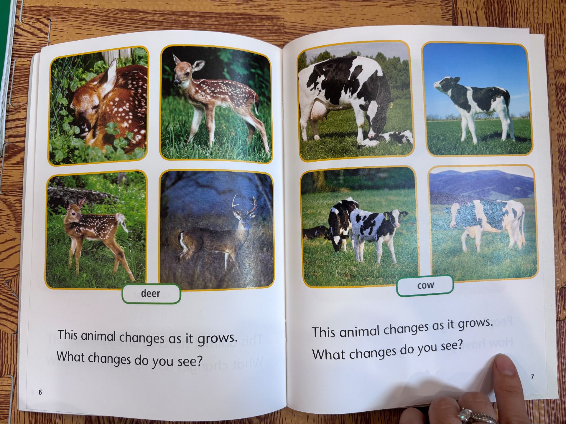 Animals Change As They Grow — ảnh 3